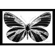 preview thumbnail 1 of 3, "Silver Butterfly" by Jodi Print on Acrylic