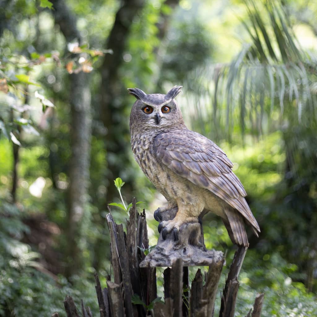 SoReal Brown Long Eared Owl on branch