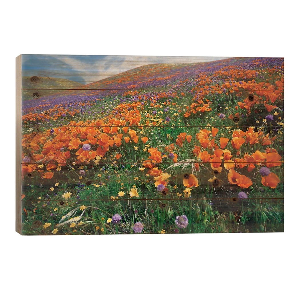 California Poppy And Other Wildflowers Growing On Hillside, Spring, Antelope Valley, California Print On Wood by Tim Fitzharris