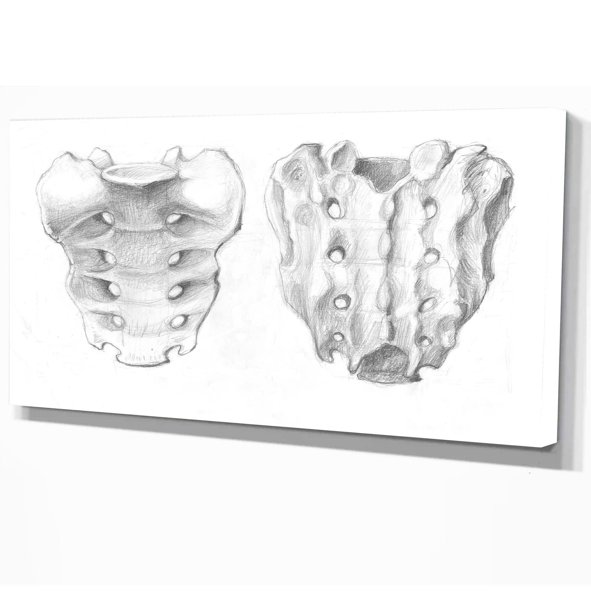 Designart "Sacral bone double View" Bones Print on Wrapped Canvas