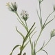 preview thumbnail 5 of 5, Uttermost Botanical Flowers Framed Prints, Set of 9