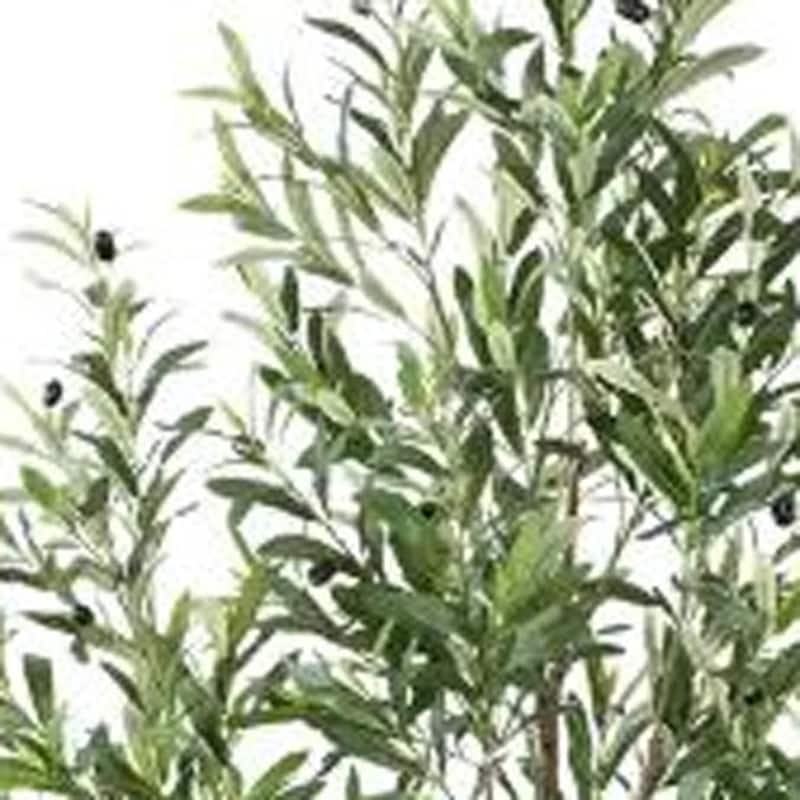 HomeRoots 71" Green Artificial Olive Tree in a White Pot - 7.48 in. x 70.87 in. x 8.27 in.