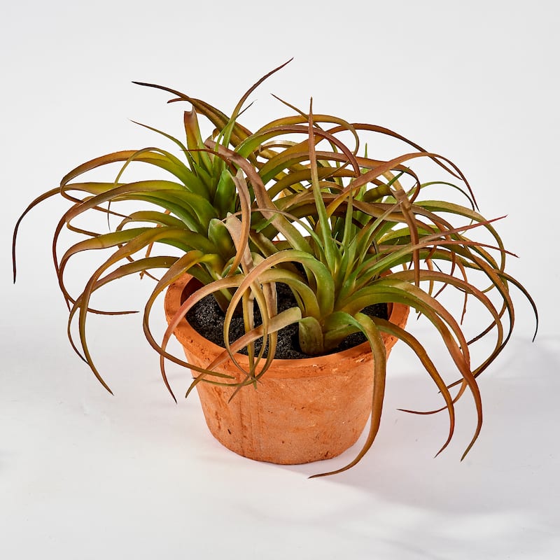 Succulent in 8" Terra Cotta Pot - Green - 9