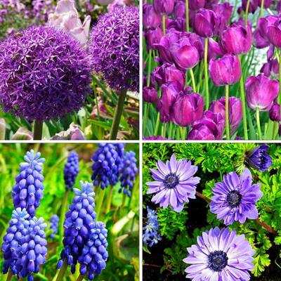 Hues of Blue Mixed Flower Collection - 100 Bulbs - Featuring 4 Varieties of Blue & Purple Flowers - 100 Bulbs