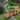 5FT Wooden Garden Bridge, Chain Railings for Backyard Creek Pond