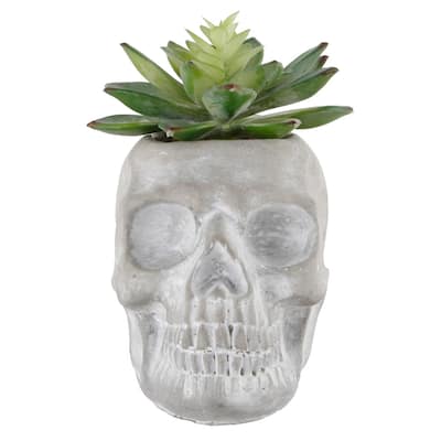 5X3.2 Succ In Cement Sugar Skull, Grey, E Pack