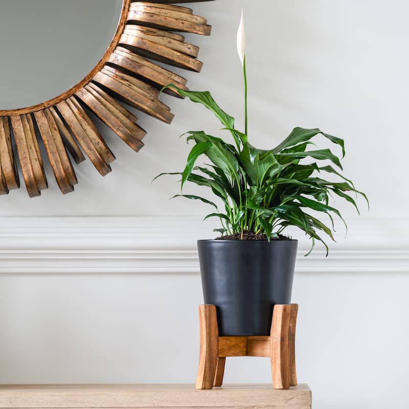 Southern Patio Contemporary Planter with Stand