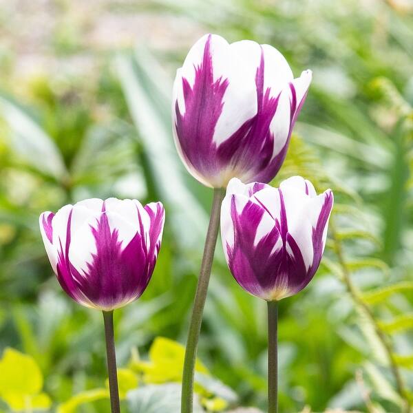 Blueberry Swirl Tulip Bulbs - 10 Count Blueberry Swirl Tulip Bulbs - 10 Count
