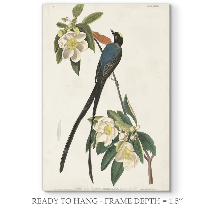 Pl 168 Fork-tailed Flycatcher -Premium Gallery Wrapped Canvas