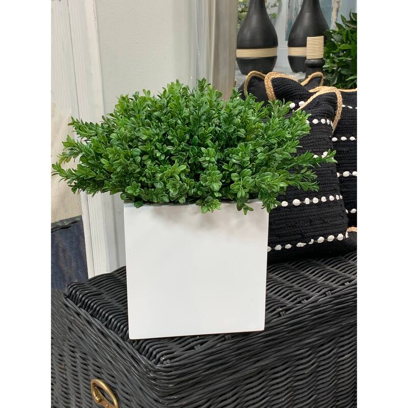 UV Rated Outdoor Boxwood Arranged in a Square Pot - Green