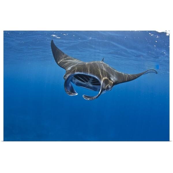 Manta ray feeding in Kona, Hawaii