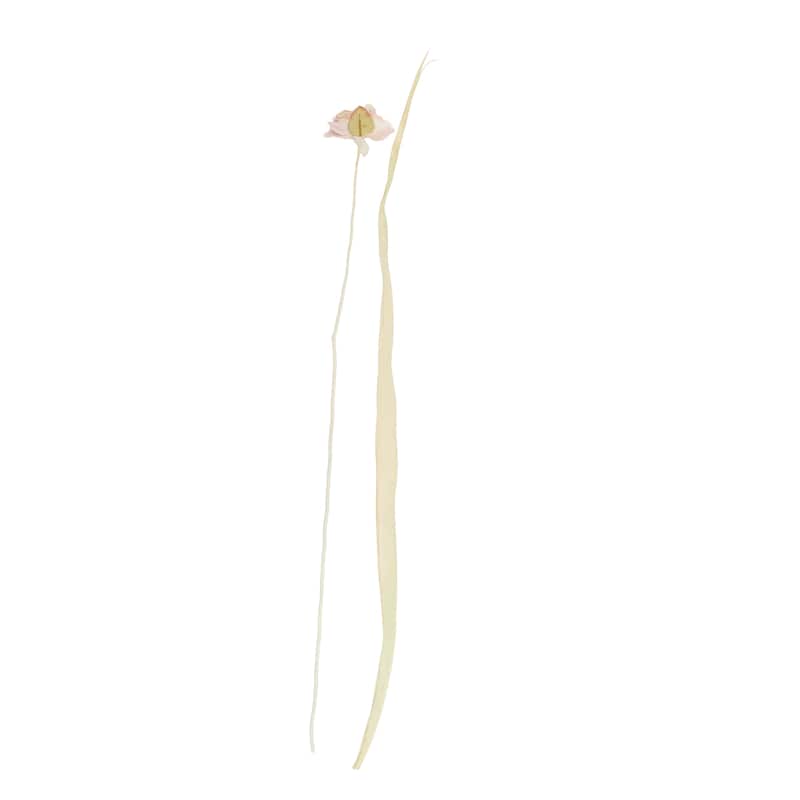 Dried Plant Tall Natural Foliage with Pink Petals - Pink - Roche River Decor - 10"W x 10"L x 49"H