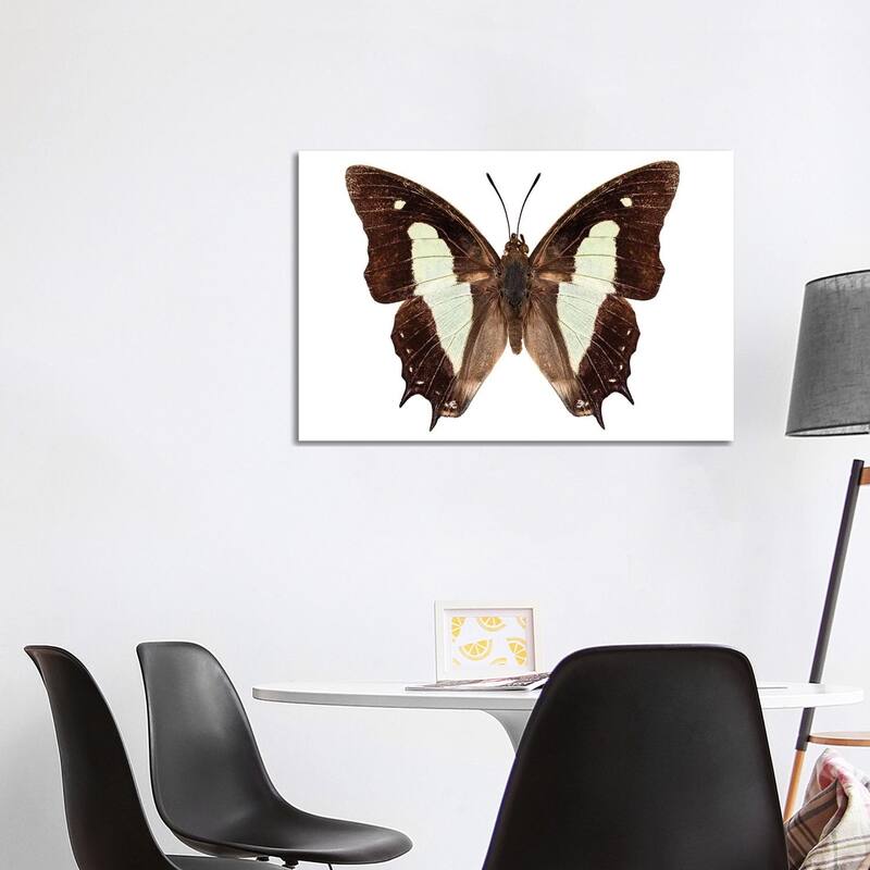iCanvas "Polyura Athamas Athamas Butterfly" by Paul Rommer Canvas Print - 26x40x1.5