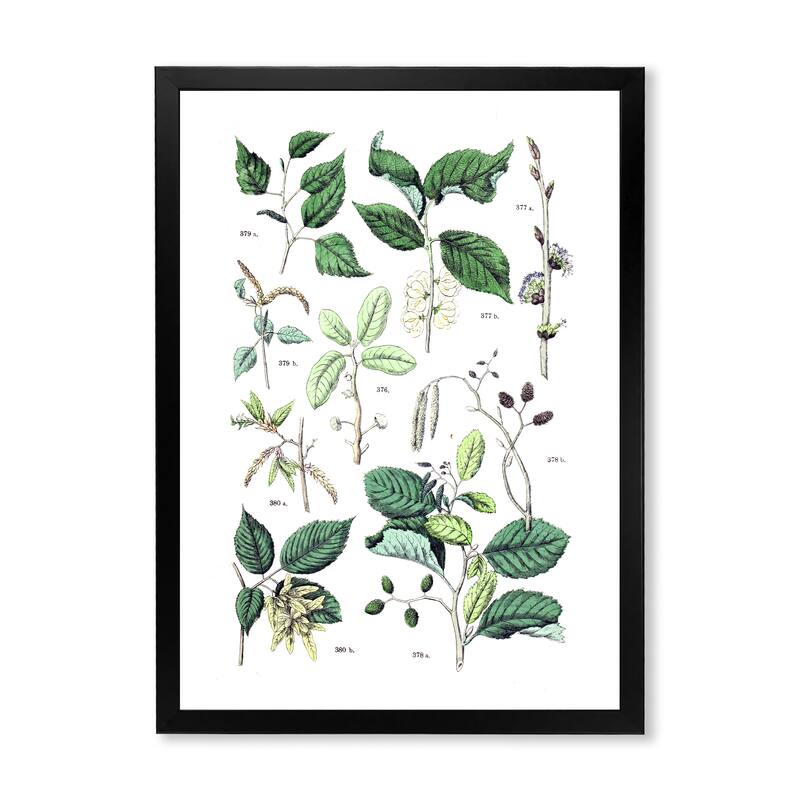 Designart "Vintage Botanicals VIII" Traditional Framed Art Print