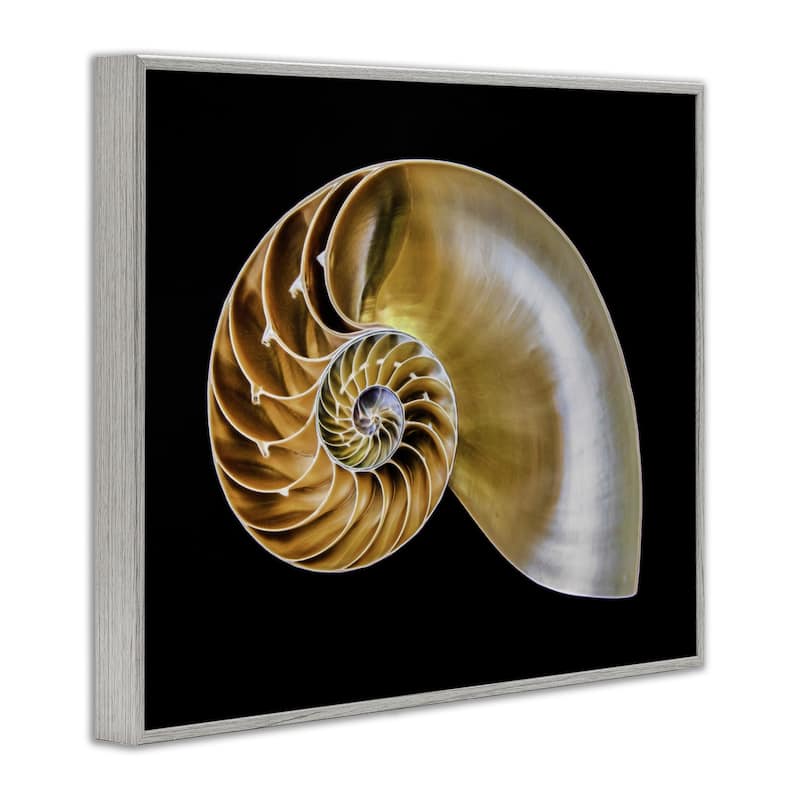 Stupell Tan Nautilus Shell on Black Framed Giclee Art Design By Mary Lou Johnson