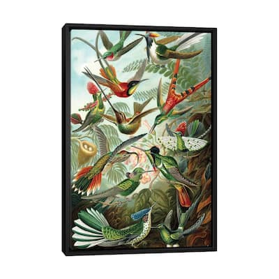 iCanvas "Haeckel Hummingbirds" by PatentPrintStore Framed Canvas Print
