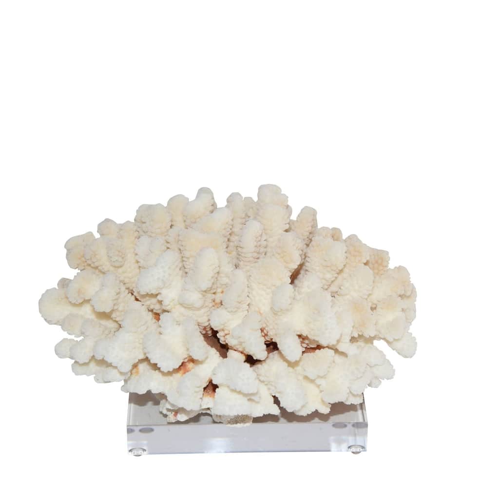 Cluster Coral 12-15 Inch On Acrylic Base