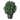 30" LED Potted Colorado Spruce Shrub