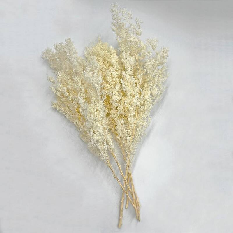 Bundle of 4 Preserved Asparagus Fern,12-20 inches long - 12-20 inch
