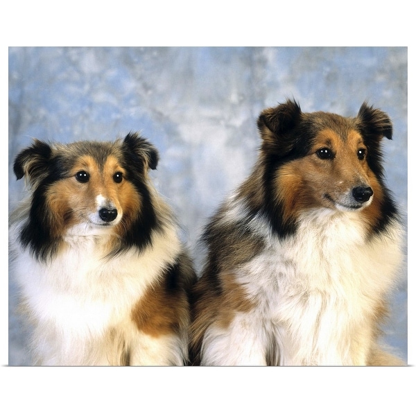 "Shetland Sheepdogs" Poster Print