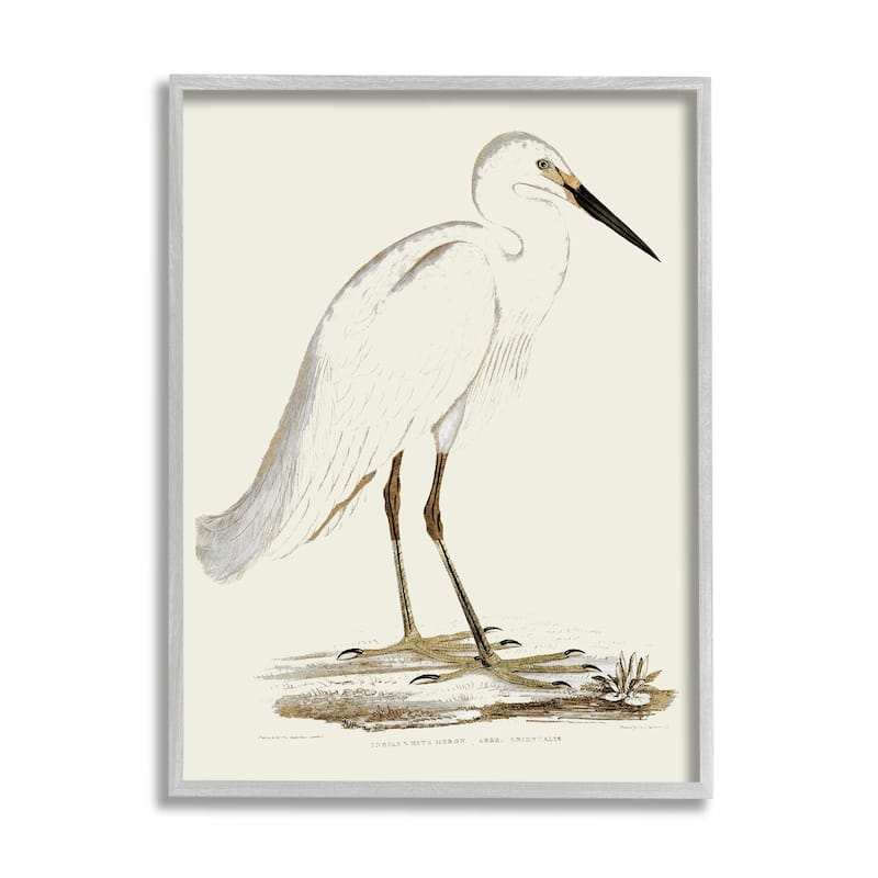 Stupell Vintage Egret Latin Study Marsh Bird Illustration Framed Wall Art - 24 x 30 - Grey