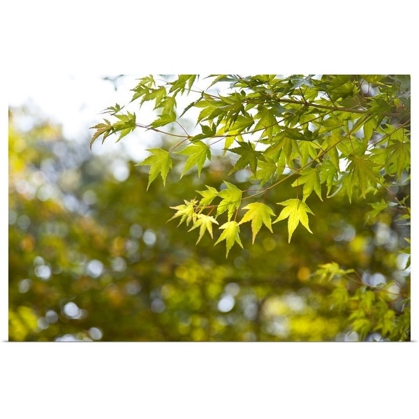 "Maple leaves on a tree in Korea in the National Park" Poster Print