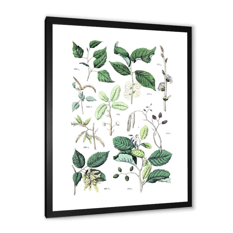 Designart "Vintage Botanicals VIII" Traditional Framed Art Print