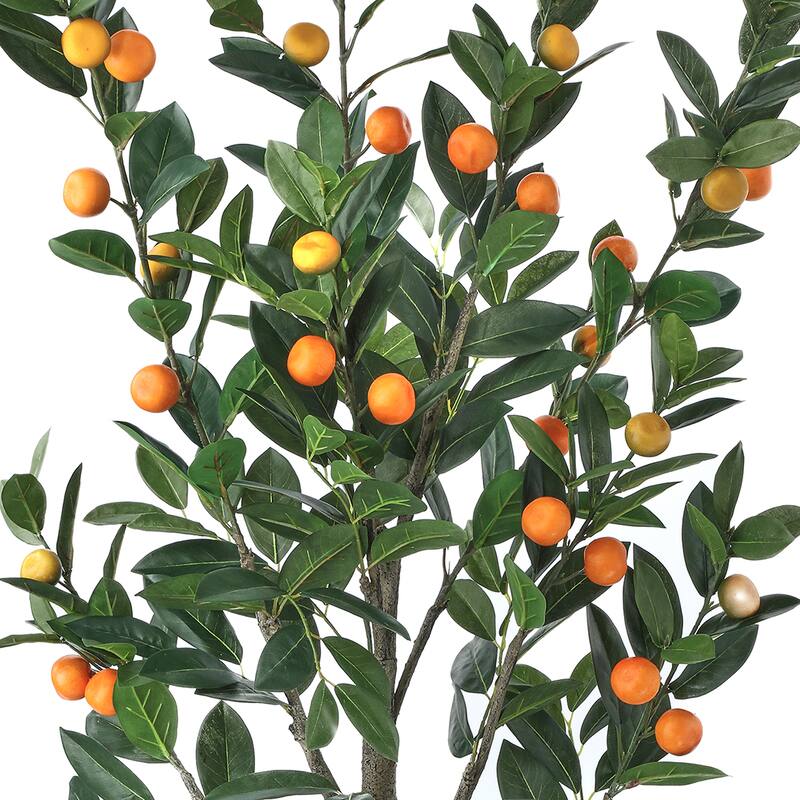 5' Potted Mandarin Orange Tree