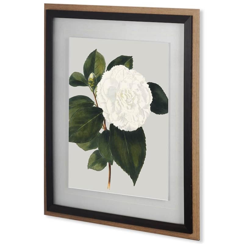 Camellia Japonica II Framed Art Print