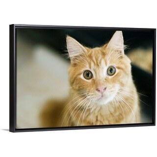 Shop A Fluffy Orange Cat With Yellow Eyes Is Looking At The