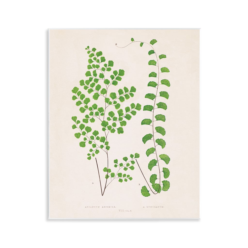 Stupell Vivid Green Ferns Study Wall Plaque Art Design By Phillipa Katz