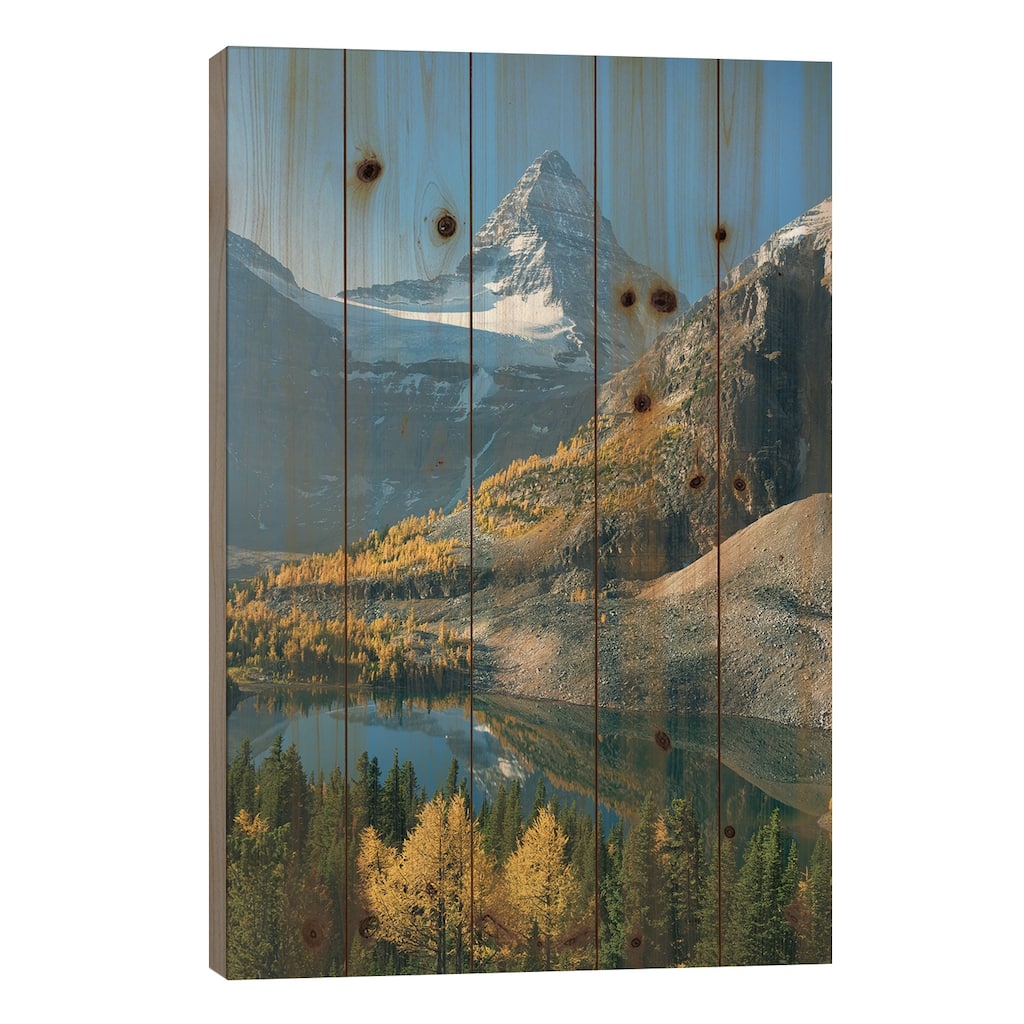 Larch Trees In Autumn Below Mount Assiniboine With Sunburst Lake, British Columbia, Canada Print On Wood by Kevin Schafer