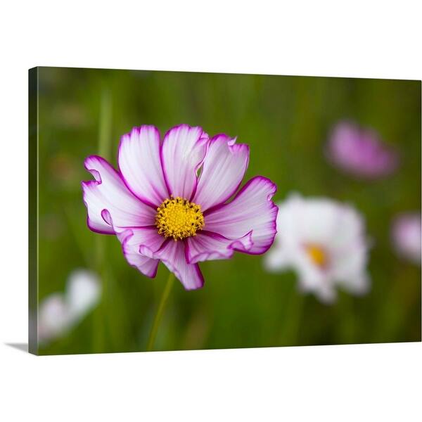 Shop White Pink And Yellow Flower In Field With Blur Flowers And