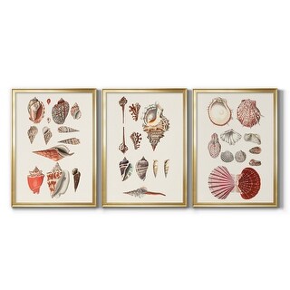 Framed Shell Collection Shell Collection IV Premium Framed Canvas - Ready to Hang - Multi-Color ...
