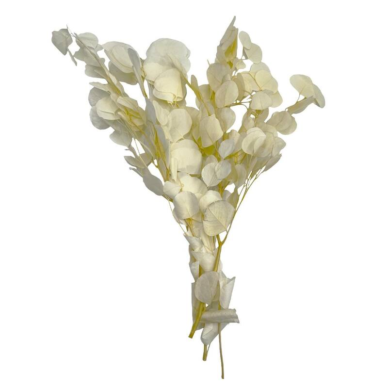 Bundle of 4 Preserved Eucalyptus Apple Leaves 24" long - 24 Inches