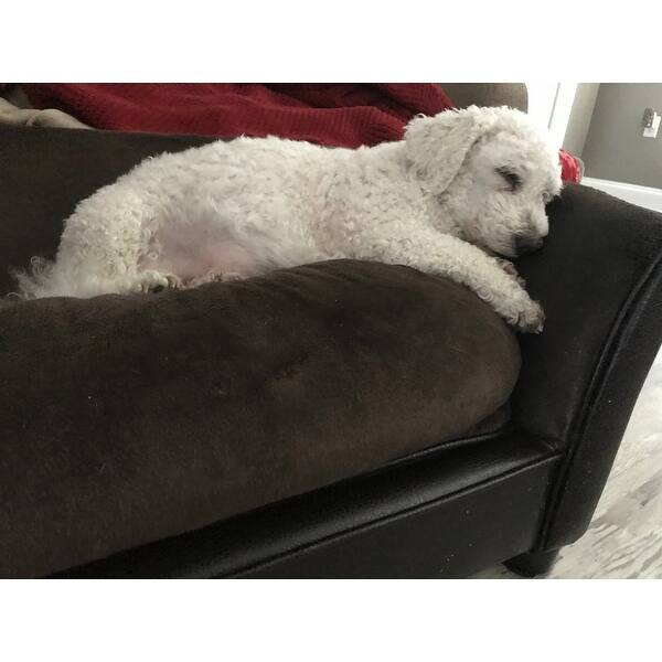 enchanted home pet panache bed