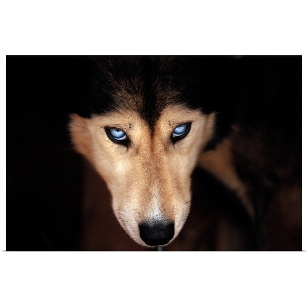 "Siberian husky, head-shot" Poster Print