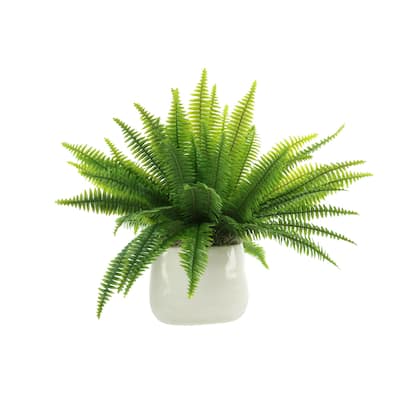 Boston Fern Arranged in Ceramic Pot - Green