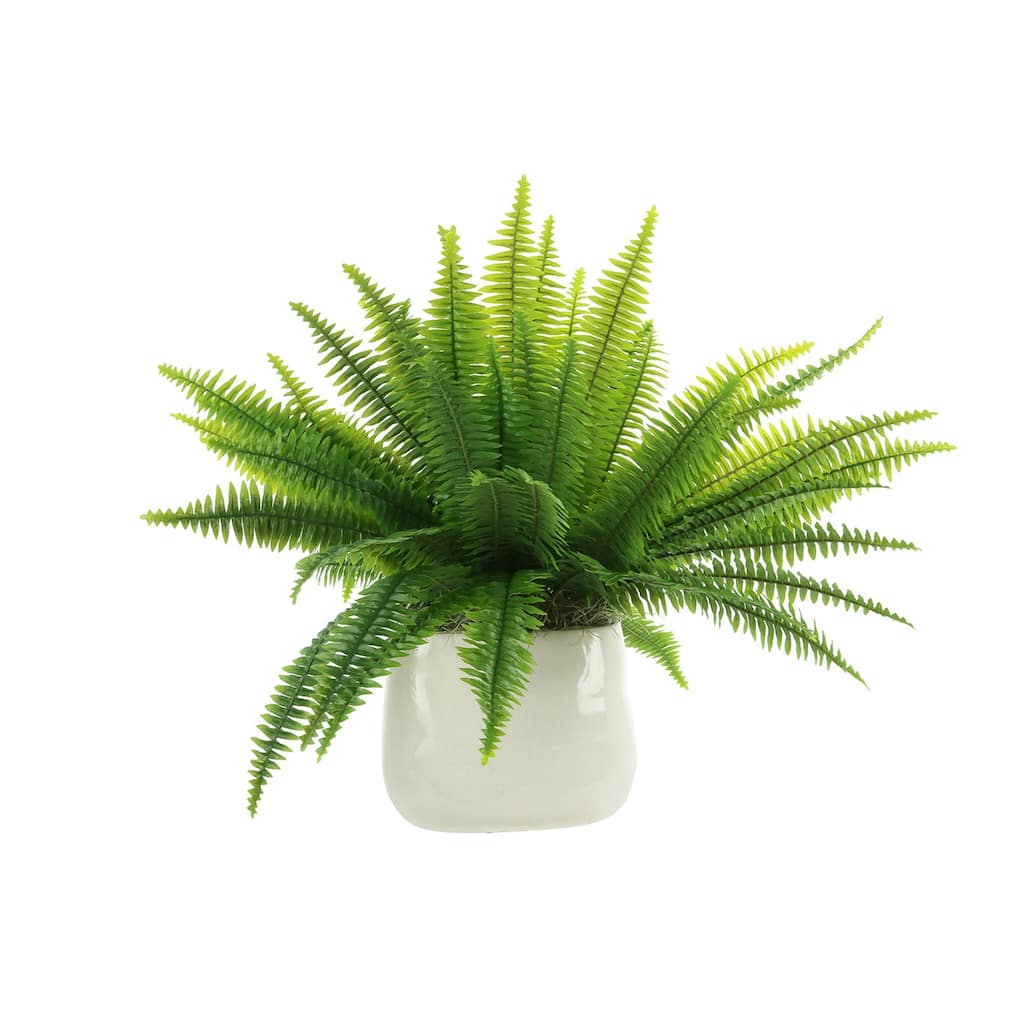Boston Fern Arranged in Ceramic Pot - Green