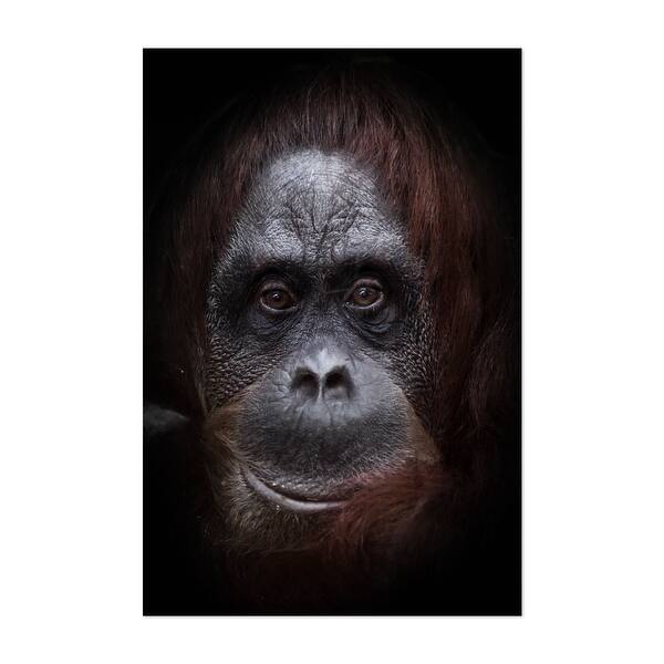 Phlegmatic sad face orangutan Photography Animals Art Print/Poster -  Overstock - 34891207