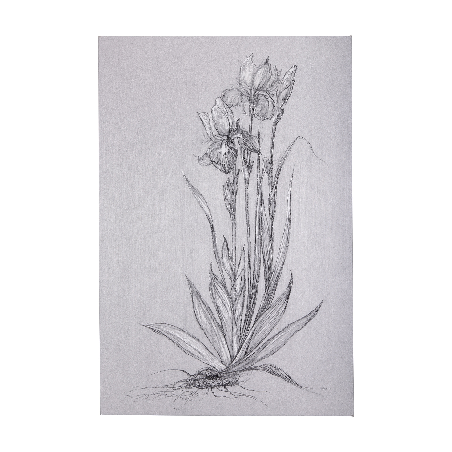 Mercana Botanical Sketches IV (Grey) (40 x 60) Canvas Art Print
