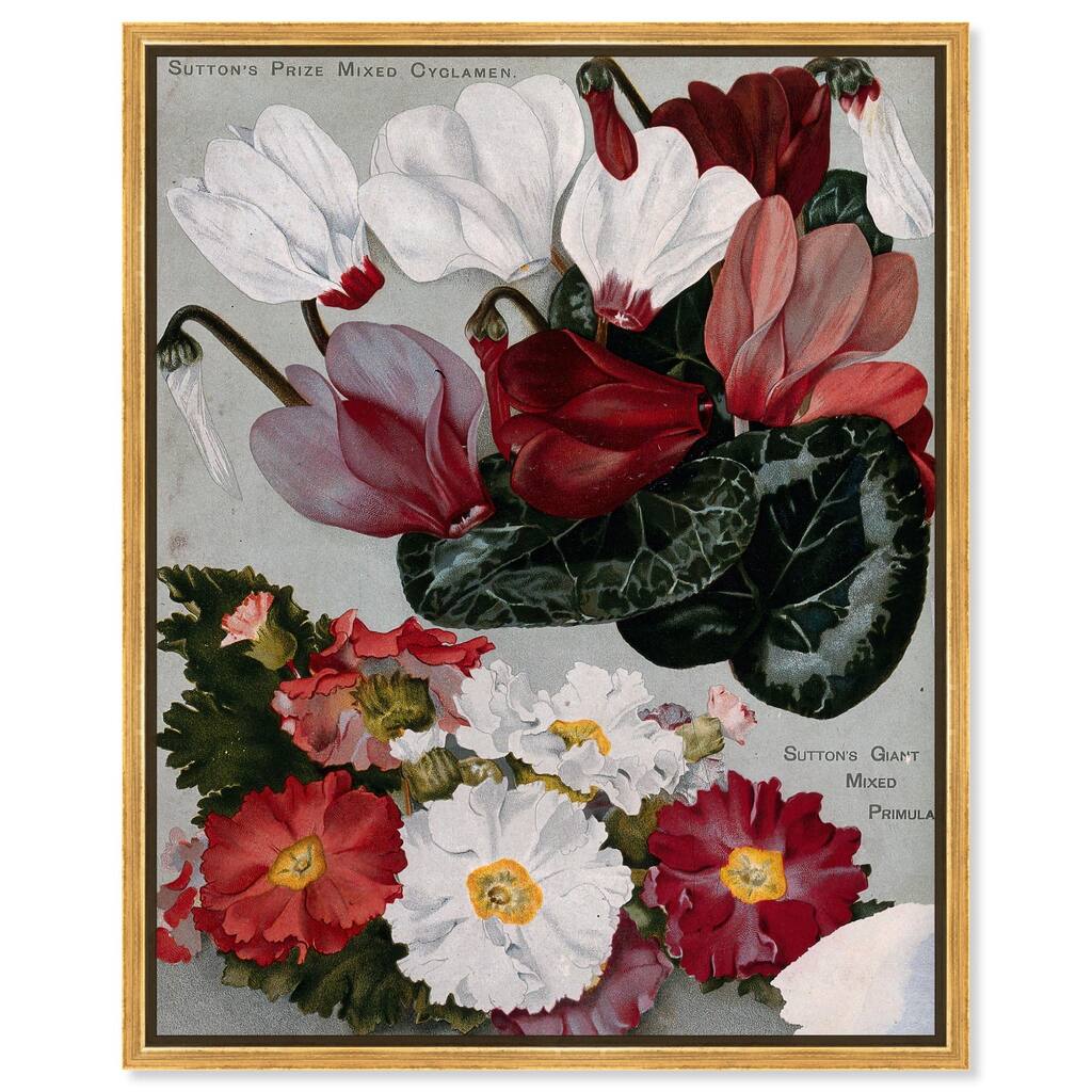 Cyclamens Canvas by Art Remedy