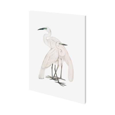 Black Billed Heron (27 x 36) Canvas Art Print