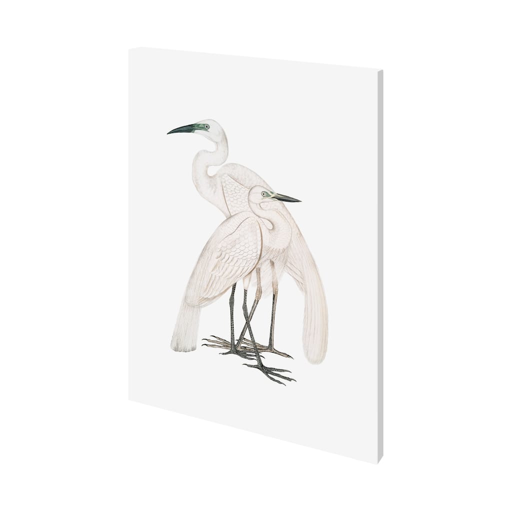 Black Billed Heron (27 x 36) Canvas Art Print