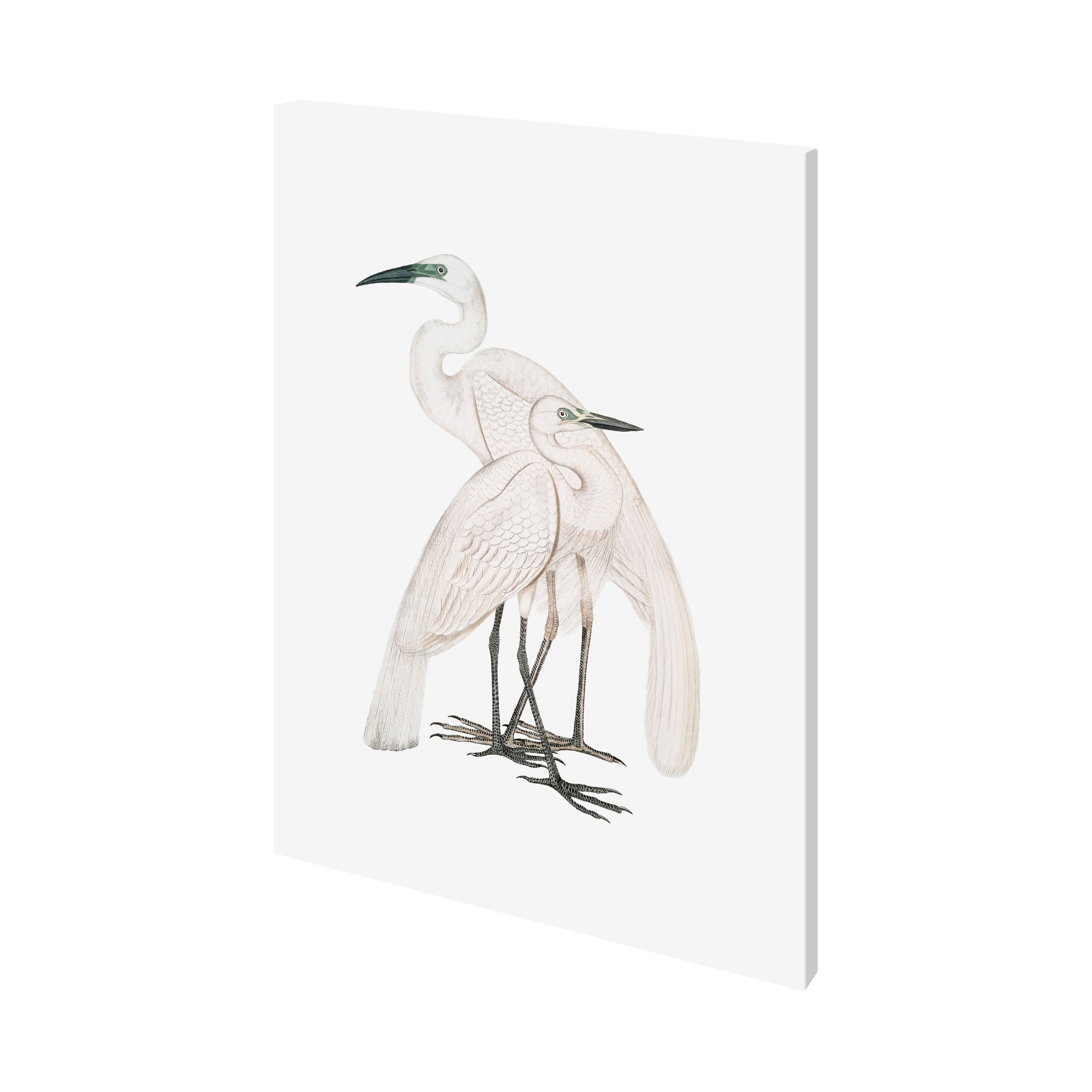 Mercana Black Billed Heron (36 x 48) Canvas Art Print