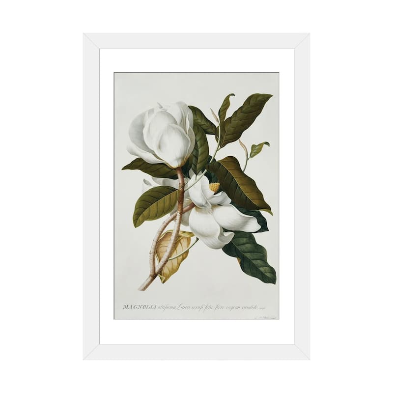 iCanvas "Magnolia," by Georg Dionysius Ehret - White - 32x24x1