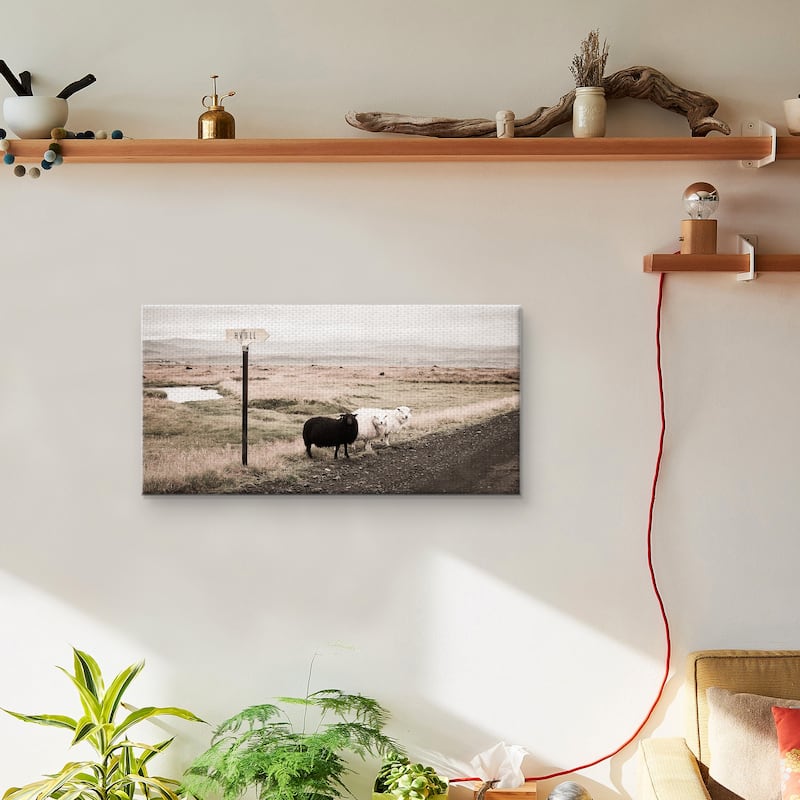 Black Sheep Canvas Art Print