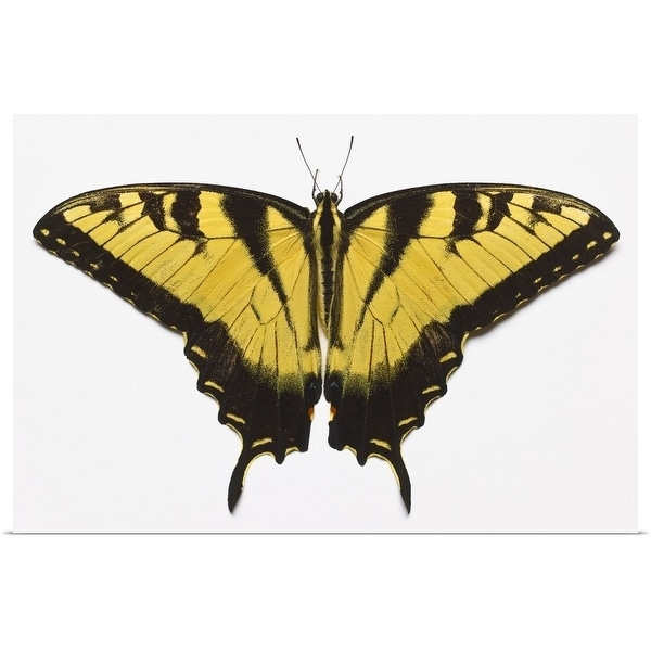 "Western Tiger Swallowtail Butterfly" Poster Print