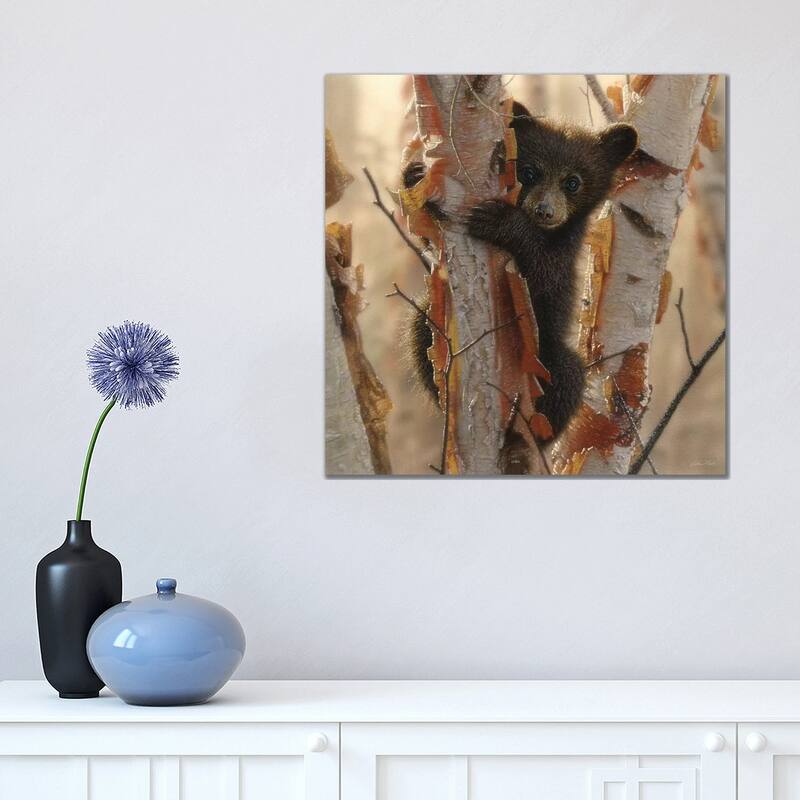 iCanvas "Curious Black Bear Cub II, Square" by Collin Bogle Canvas Print - 18x18x1.5