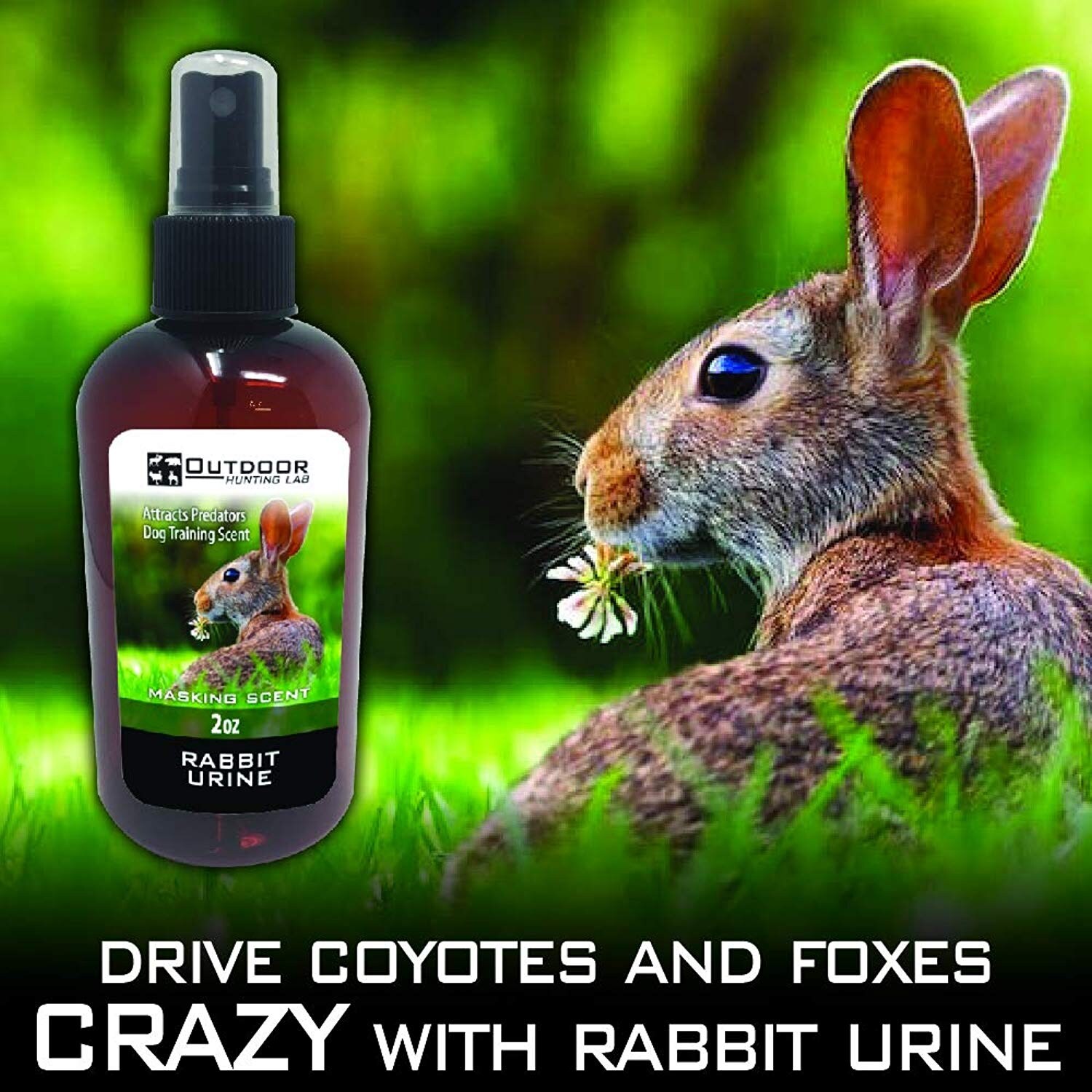 dog urine scent attractant